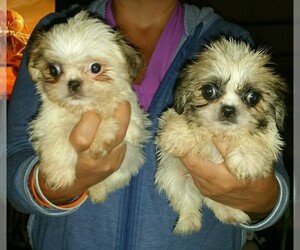 Peke-A-Poo-Pekingese Mix Puppy for sale in YOUNGSTOWN, FL, USA