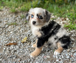 Small #1 Miniature Australian Shepherd