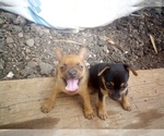 Small Photo #7 Chihuahua Puppy For Sale in NANAKULI, HI, USA