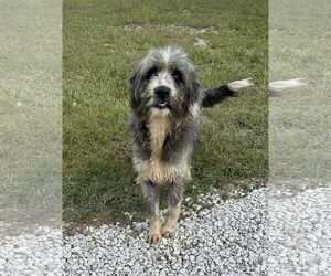 Bearded Collie Dogs for adoption in Westwood, NJ, USA