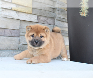 Shiba Inu Puppy for sale in CANTON, SD, USA