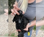 Small Photo #6 Poodle (Standard) Puppy For Sale in BROOMFIELD, CO, USA