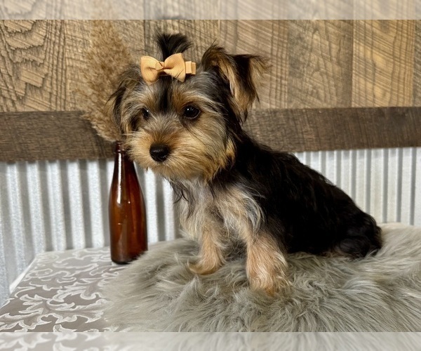 Medium Photo #3 Yorkshire Terrier Puppy For Sale in NAPPANEE, IN, USA