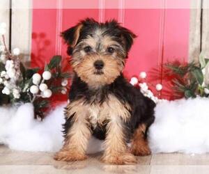 Yorkshire Terrier Puppy for sale in MOUNT VERNON, OH, USA