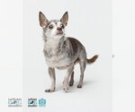 Small Photo #2 Chihuahua Puppy For Sale in Tampa, FL, USA