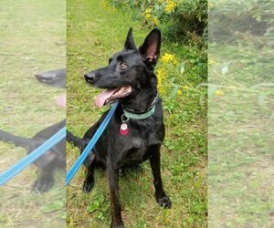 Colby - Male German Shepherd Dog Dog for Adoption - Photo #14