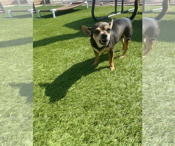 Medium Photo #4 Chihuahua-Unknown Mix Puppy For Sale in La Verne, CA, USA