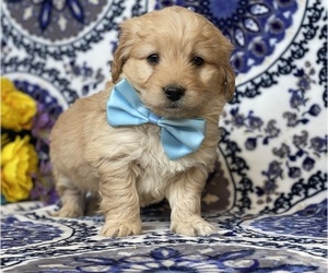 Goldendoodle (Miniature) Puppy for sale in LANCASTER, PA, USA