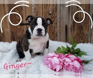 English Boston Bulldog Puppy for sale in SUGARCREEK, OH, USA
