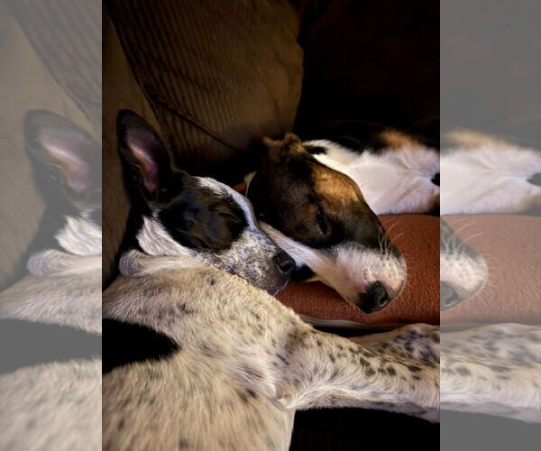 Medium Photo #5 Mutt Puppy For Sale in Fort Collins, CO, USA