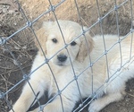 Small Photo #3 Golden Retriever Puppy For Sale in BLOOMBURG, TX, USA