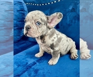 French Bulldog Puppy for sale in DALLAS, TX, USA