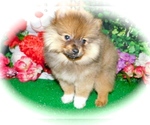 Small Photo #3 Pomeranian Puppy For Sale in HAMMOND, IN, USA