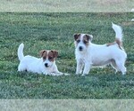 Small Photo #1 Jack Russell Terrier Puppy For Sale in APPLE GROVE, WV, USA