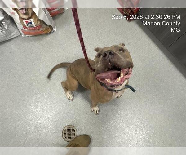 Medium Photo #1 American Pit Bull Terrier-Unknown Mix Puppy For Sale in Ocala, FL, USA