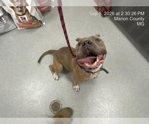 American Pit Bull Terrier-Unknown Mix Dogs for adoption in Ocala, FL, USA