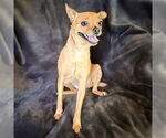 Small #1 Chihuahua