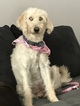 Small Photo #1 Aussiedoodle-Labradoodle Mix Puppy For Sale in AMARANTH, PA, USA