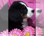 Small Photo #9 Bernese Mountain Dog Puppy For Sale in SHERIDAN, MI, USA