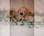 Small Photo #37 Golden Retriever Puppy For Sale in RICHMOND, TX, USA