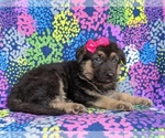 Small Photo #2 German Shepherd Dog Puppy For Sale in KIRKWOOD, PA, USA