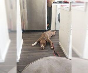 Obi - Male American Staffordshire Terrier-Rottweiler Mix Dog for Adoption - Photo #3