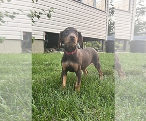 Doberman Pinscher Puppy for sale in OAK FOREST, IL, USA
