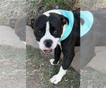 Small #2 Bull-Boxer