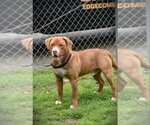 Small Photo #2 Retriever -Unknown Mix Puppy For Sale in Fairfax, VA, USA