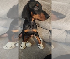 Doberman Pinscher Puppy for sale in SANTEE, CA, USA