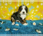 Small Photo #60 Bernedoodle Puppy For Sale in COLORADO SPRINGS, CO, USA