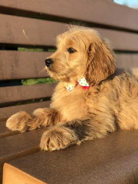 Medium Photo #2 Goldendoodle Puppy For Sale in LAKELAND, FL, USA