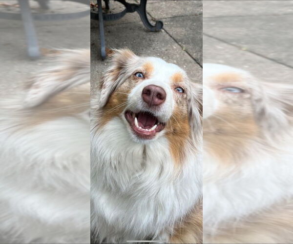 Medium Photo #4 Australian Shepherd Puppy For Sale in Muskegon, MI, USA