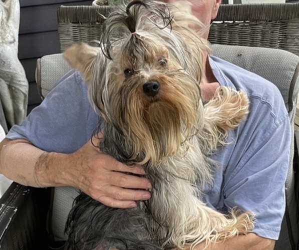 Medium Photo #1 Snorkie Puppy For Sale in ROANOKE, VA, USA