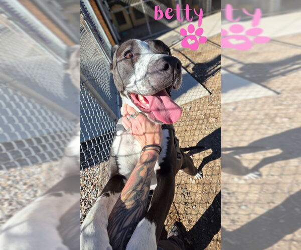 Medium Photo #3 Mutt Puppy For Sale in Monte Vista, CO, USA