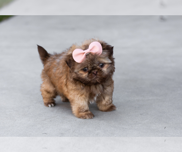 Medium Photo #3 Shih Tzu Puppy For Sale in WAKARUSA, IN, USA