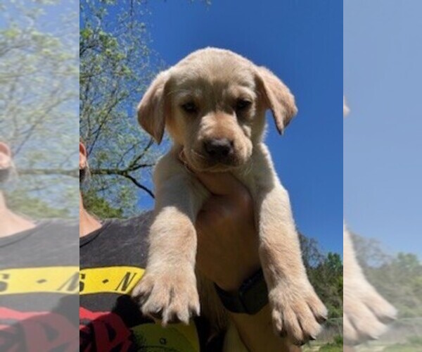 Medium Photo #1 Labrador Retriever Puppy For Sale in MAYSVILLE, GA, USA
