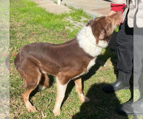 Medium Photo #3 Border Collie-Unknown Mix Puppy For Sale in Canton, CT, USA