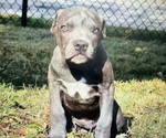 Puppy Puppy 2 Cane Corso