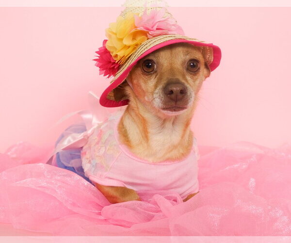 Medium Photo #2 Chihuahua-Unknown Mix Puppy For Sale in Phoenix, AZ, USA