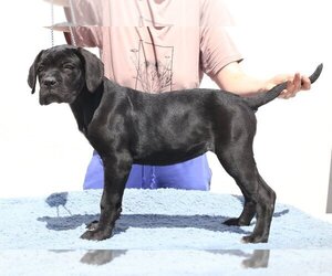 Medium Cane Corso
