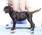 Small Cane Corso