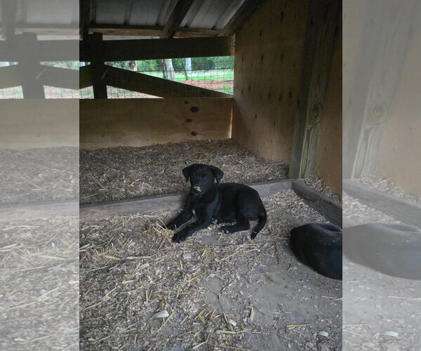 Medium Photo #4 Labrador Retriever-Unknown Mix Puppy For Sale in Kannapolis, NC, USA