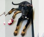 Small #1 Beauceron Mix