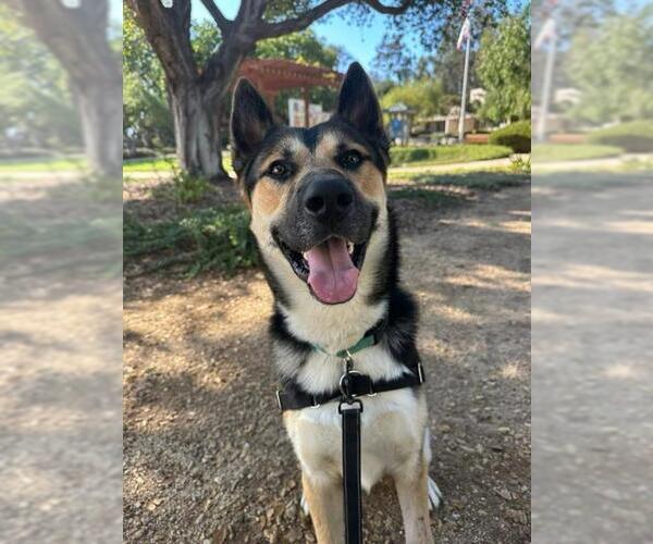 Medium Photo #2 German Shepherd Dog-Unknown Mix Puppy For Sale in Santa Barbara, CA, USA