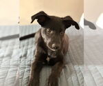 Small #8 Labrador Retriever Mix