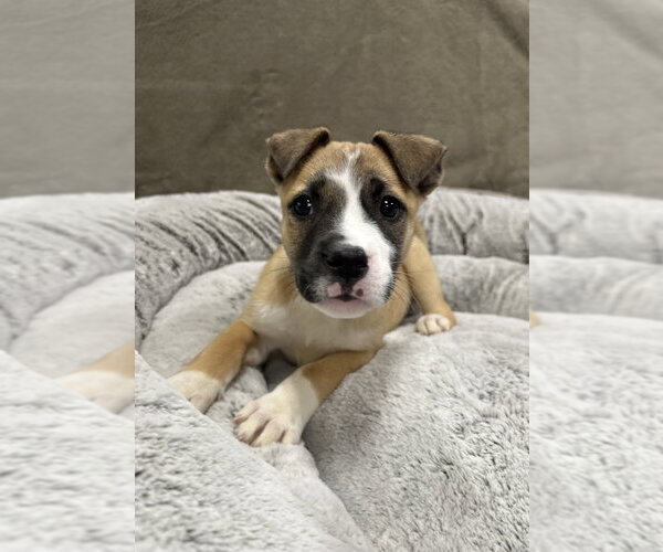 Medium Photo #14 German Shepherd Dog-Unknown Mix Puppy For Sale in Lakewood, CO, USA