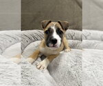 Small #13 German Shepherd Dog Mix
