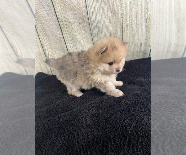 Medium Photo #2 Pomeranian Puppy For Sale in SIOUX FALLS, SD, USA