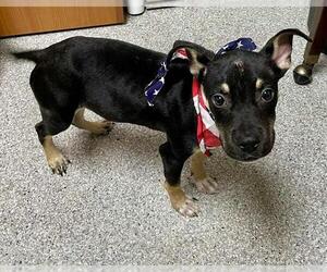 German Shepherd Dog-Unknown Mix Dogs for adoption in Pasadena, TX, USA